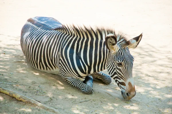 Zebra los angeles hayvanat bahçesinde — Stok fotoğraf