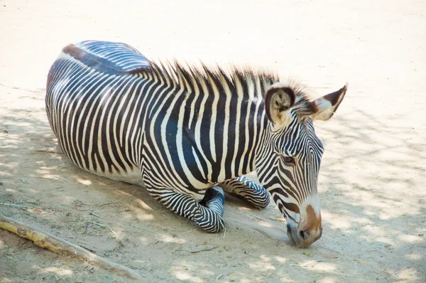 Zebra v zoo v los angeles — Stock fotografie