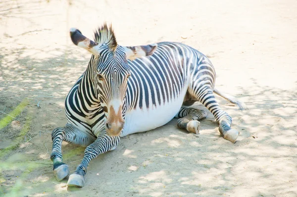 Зебра в зоопарке Лос-Анджелеса — стоковое фото