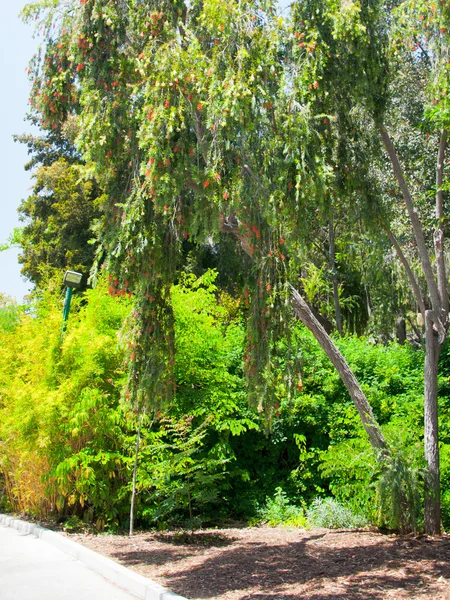 棕榈在洛杉矶公园 — 图库照片