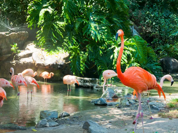 Vissa flamingos i vattnet Royaltyfria Stockbilder