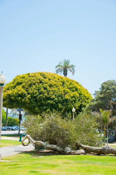 Güneşli Park palmiye ağaçları — Stok fotoğraf