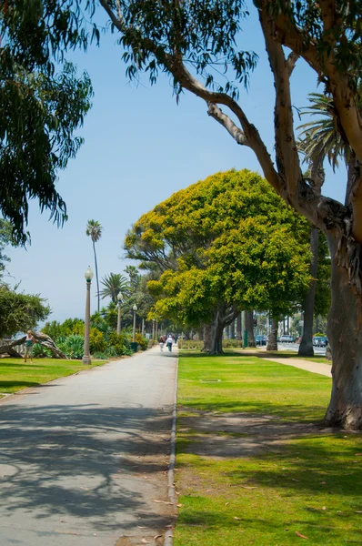 Güneşli Park palmiye ağaçları — Stok fotoğraf