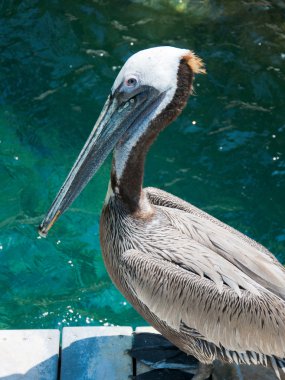 Amerikan pelican post Florida dayanmaktadır