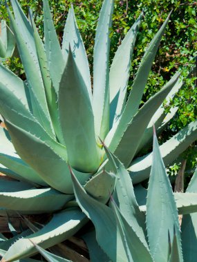 Spiky Agave plant, Falmouth, Cornwall, UK clipart