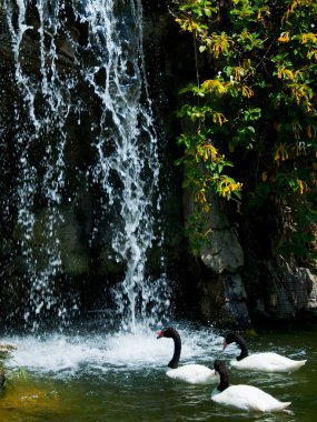 cascada y pato en zoológico de los Ángeles