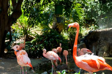 bazı flamingolar su