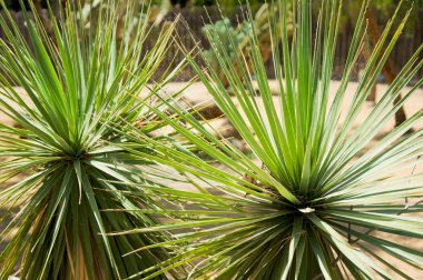 Variegated succulent agave or yucca plant clipart