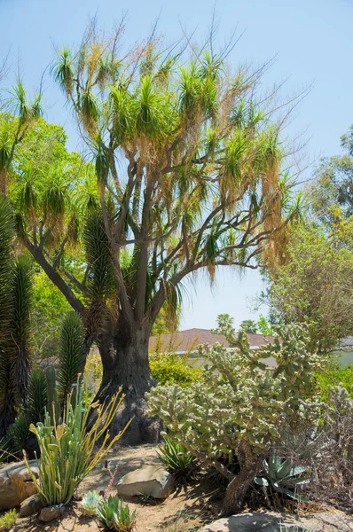 Bonte succulente agave of yucca installatie — Stockfoto