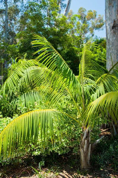 Liście palmy w parku w los angeles — Zdjęcie stockowe