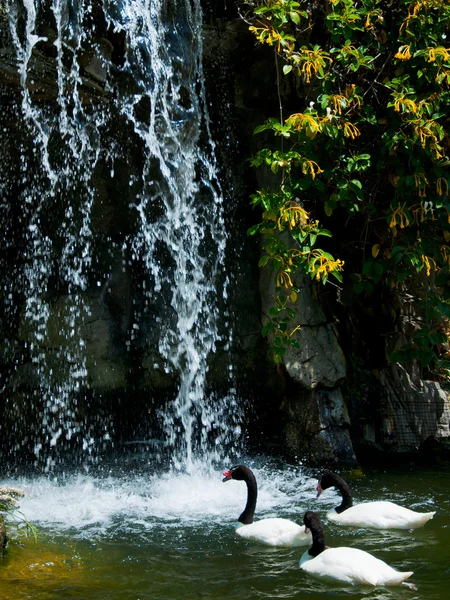Wodospad i kaczka w zoo w los angeles — Zdjęcie stockowe