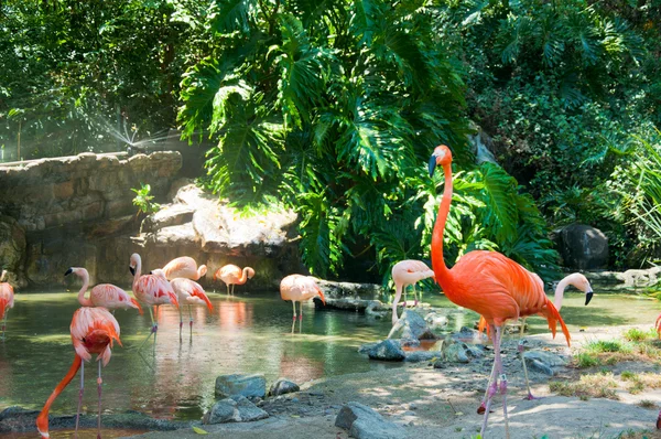 bazı flamingolar su