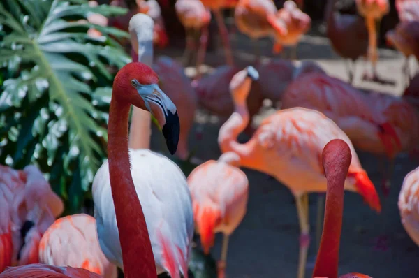 Some flamingos in the water — Stock Photo, Image