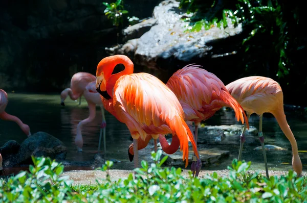 Bazı flamingolar su — Stok fotoğraf