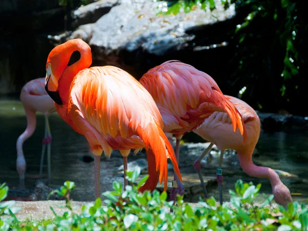 Some flamingos in the water — Stock Photo, Image