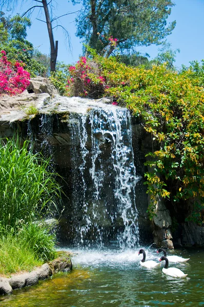 Waterfall and duck in Zoo of Los Angeles — Stock Photo, Image