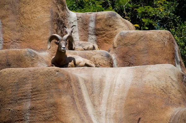 Dağ keçisi — Stok fotoğraf