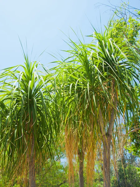 Palmier dans le parc de Los angeles — Photo