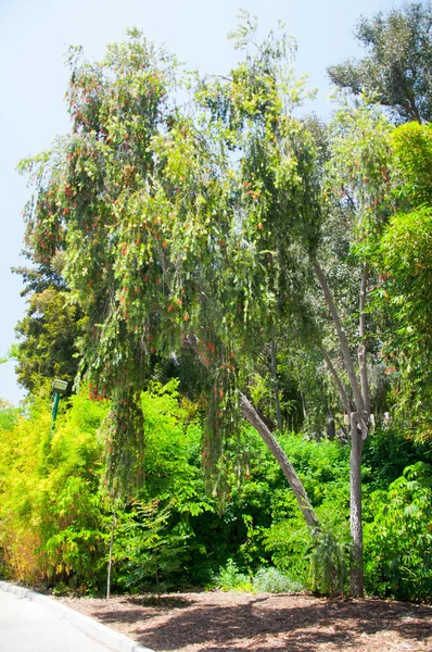 Palm i Los Angeles-parken – stockfoto