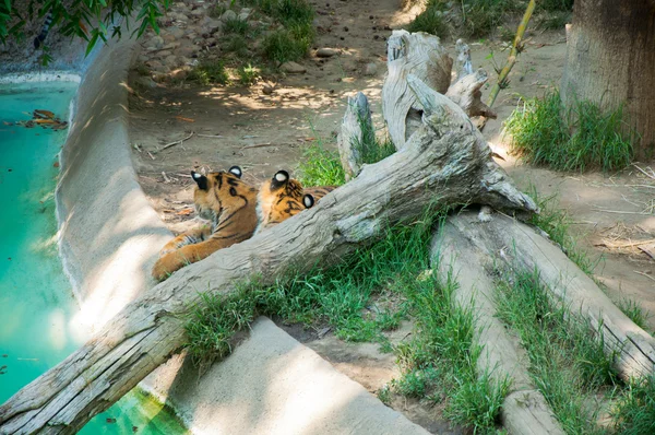Dwa Bengalski Tygrys Królewski w zoo w los angeles — Zdjęcie stockowe