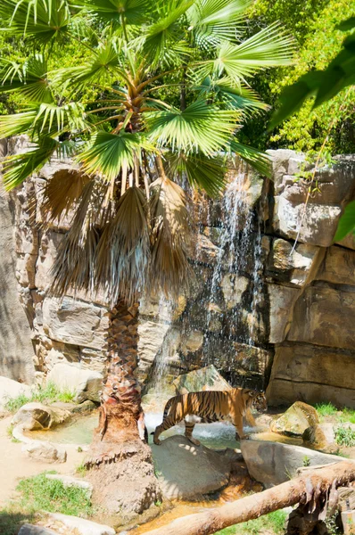 Tigre reale del Bengala allo zoo di Los Angeles — Foto Stock