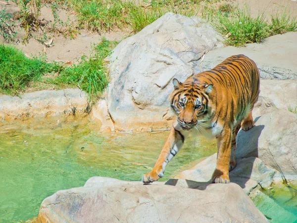 Royal bengálského tygra v zoo v los angeles — Stock fotografie