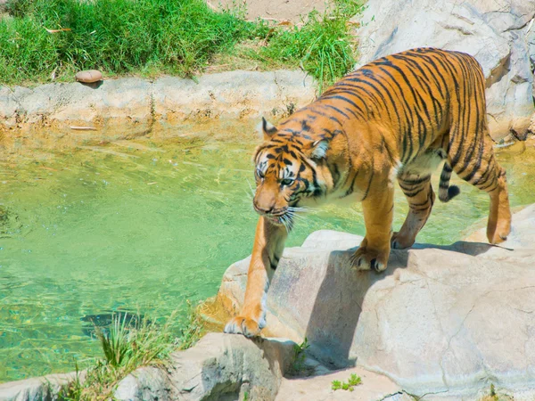 Βασιλική τίγρη της Βεγγάλης στο ζωολογικό κήπο του Λος Άντζελες — Φωτογραφία Αρχείου