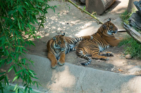 Dos tigres reales de Bengala en el zoológico de Los Ángeles —  Fotos de Stock