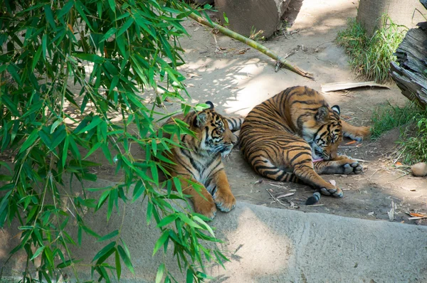 Two royal Bengal tiger at zoo of Los Angeles — Stock Photo, Image