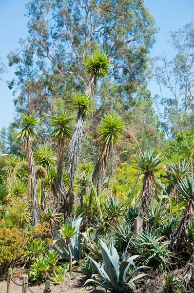 Tarka agave vagy yucca pozsgások — Stock Fotó