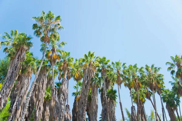 Palm in park of Los angeles — Stock Photo, Image