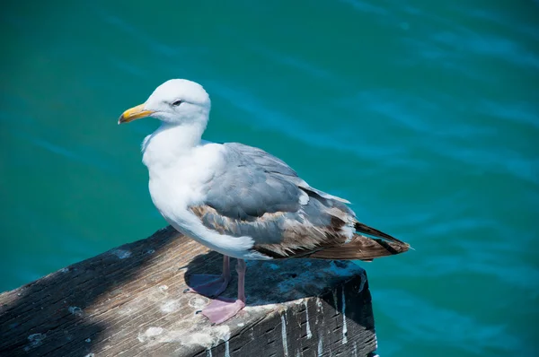 Retrato de uma gaivota — Fotografia de Stock
