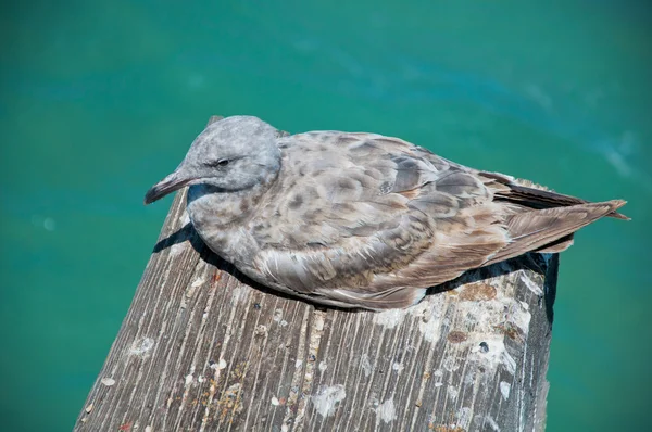 Retrato de uma gaivota — Fotografia de Stock