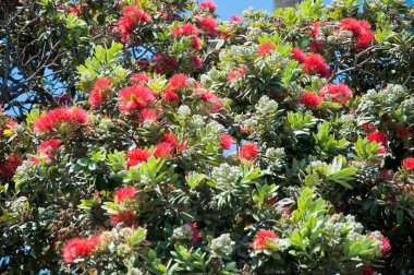 Yaz Mimoza ağaç çiçek