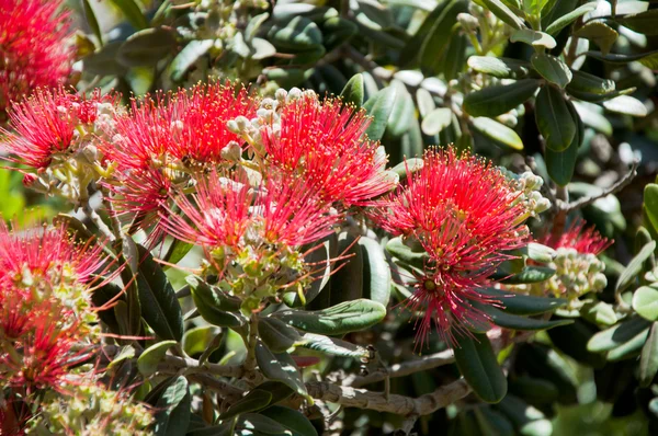 夏のミモザの木の花 — ストック写真