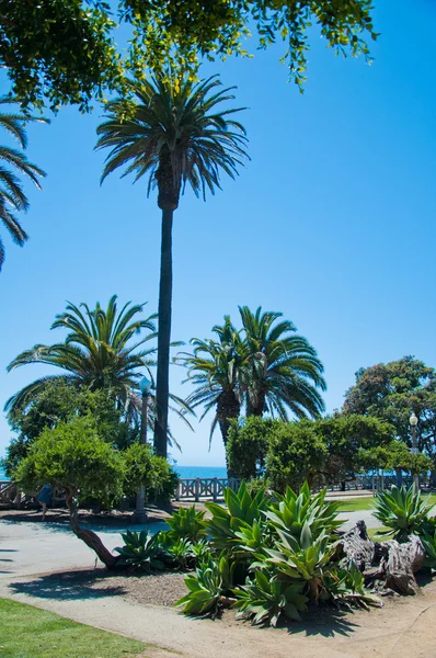 Exotic park in Santa Monica — Stock Photo, Image