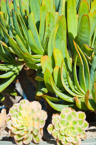 Pavão Echeveria Cactus — Fotografia de Stock