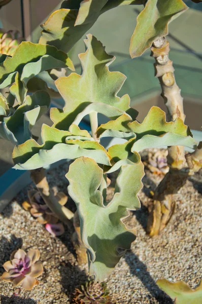 Écheveria du paon Cactus — Photo