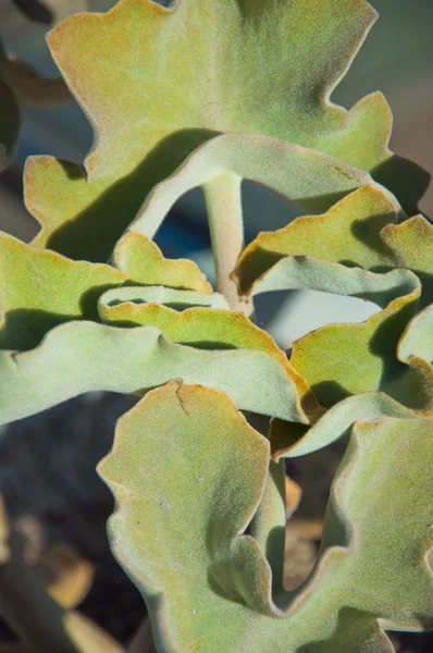 Pfauenecheveria-Kaktus — Stockfoto