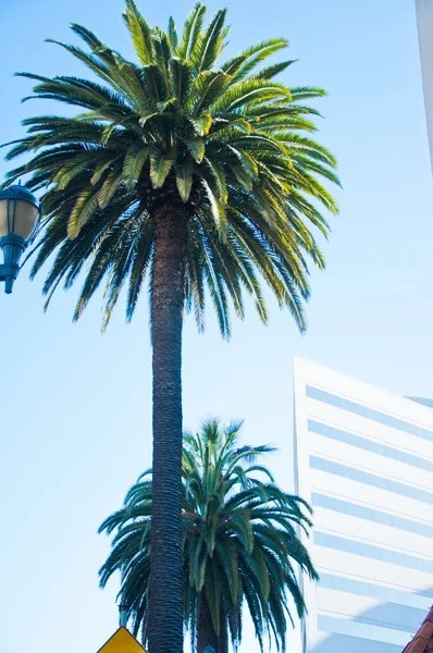 Eksoottinen puisto Santa Monica — kuvapankkivalokuva
