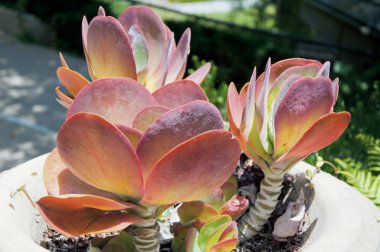 Tavus kuşu echeveria kaktüs