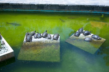 Kaplumbağa güneşlenmek yapıyor