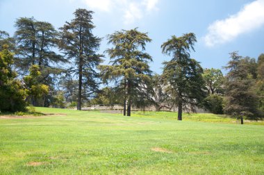 ağaçlar ve çim