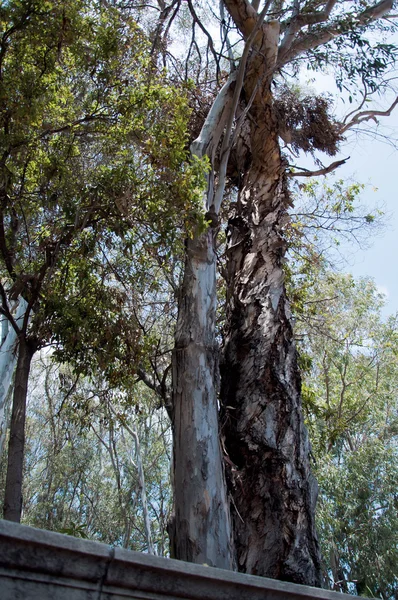 Árvore de eucalipto — Fotografia de Stock