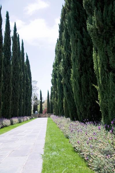 Camas de flores em árvores beco em um dos parques — Fotografia de Stock
