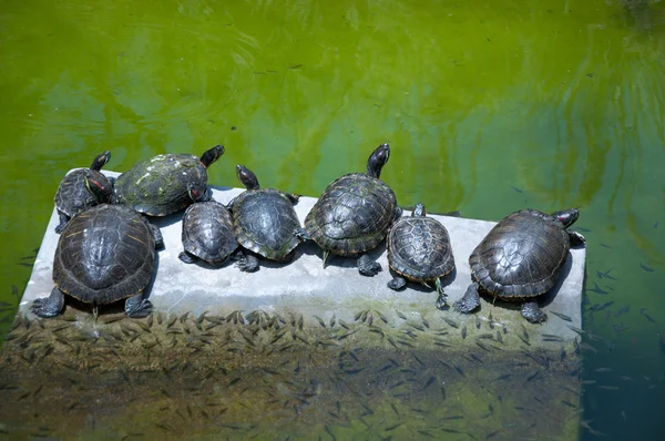 Tortoises Doing Sunbath — Stock Photo, Image