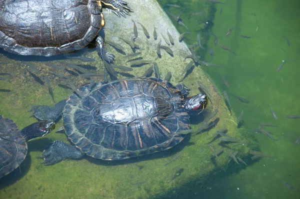 Χελώνες που κάνει ηλιοθεραπεία — Φωτογραφία Αρχείου