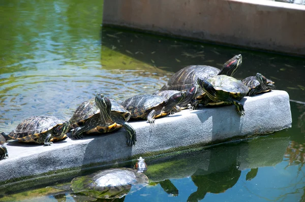 Tortugas haciendo baño de sol — Foto de Stock