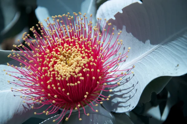 Blomma på nära håll av mimosa — Stockfoto