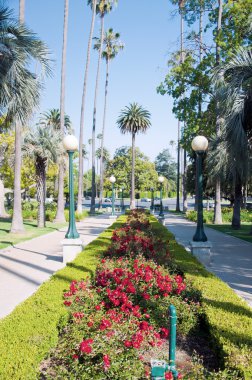 çiçek açan çiçekler